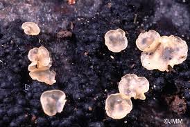 Attēlu rezultāti vaicājumam “Hyalorbilia inflatula”