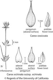 Attēlu rezultāti vaicājumam “Carex echinata”