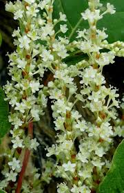 Attēlu rezultāti vaicājumam “Reynoutria japonica”