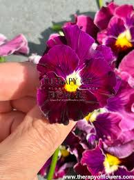 Attēlu rezultāti vaicājumam “Viola x williamsii flower”