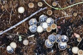 Attēlu rezultāti vaicājumam “Cyathus striatus”