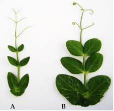 Attēlu rezultāti vaicājumam “Pisum sativum leaf”