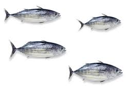 Image result for Katsuwonus pelamis