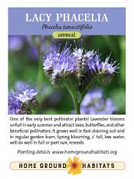 Image result for Phacelia