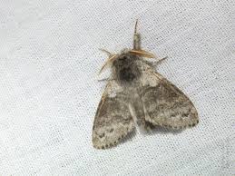 Attēlu rezultāti vaicājumam “Calliteara pudibunda”