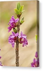 Attēlu rezultāti vaicājumam “Daphne mezereum flower”