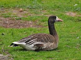 Attēlu rezultāti vaicājumam “Anser albifrons”