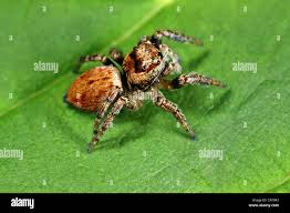 Attēlu rezultāti vaicājumam “Evarcha falcata”