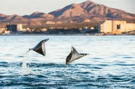 Image result for Mobula munkiana