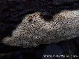 Attēlu rezultāti vaicājumam “Antrodia mellita”