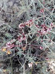 Attēlu rezultāti vaicājumam “Cuscuta epithymum subsp. trifolii”