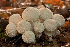 Attēlu rezultāti vaicājumam “Lycoperdon perlatum”
