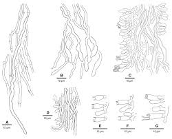 Attēlu rezultāti vaicājumam “Skeletocutis nivea”