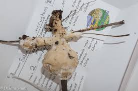 Attēlu rezultāti vaicājumam “Sebacina incrustans”