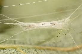 Attēlu rezultāti vaicājumam “Lyonetia clerkella”