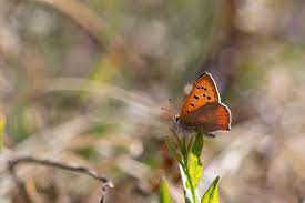 Attēlu rezultāti vaicājumam “Lycaena phlaeas female”