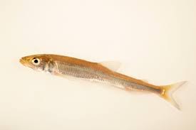 Image result for Osmerus mordax