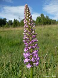 Attēlu rezultāti vaicājumam “Gymnadenia conopsea”
