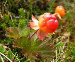 Attēlu rezultāti vaicājumam “Rubus chamaemorus”
