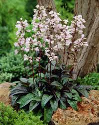 Image result for Penstemon