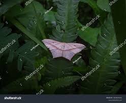 Attēlu rezultāti vaicājumam “Timandra comae”