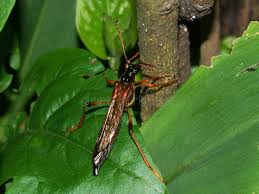 Attēlu rezultāti vaicājumam “Necydalis major”