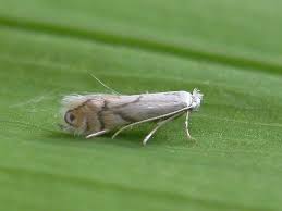 Attēlu rezultāti vaicājumam “Phyllonorycter apparella”