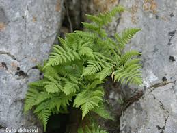 Attēlu rezultāti vaicājumam “Gymnocarpium robertianum”