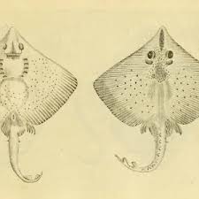 Image result for Dipturus batis