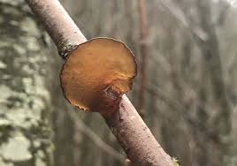 Attēlu rezultāti vaicājumam “Exidia repanda”