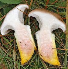 Attēlu rezultāti vaicājumam “Gomphidius glutinosus”