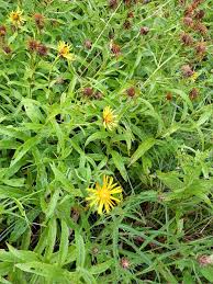 Attēlu rezultāti vaicājumam “Inula salicina leaf”