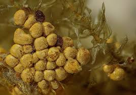 Attēlu rezultāti vaicājumam “Trichia alpina”