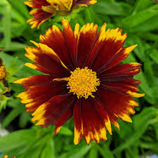 Image result for Coreopsis