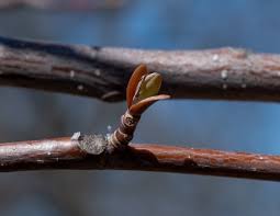Attēlu rezultāti vaicājumam “Liriodendron tulipifera bud”