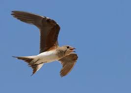 Image result for Glareola pratincola