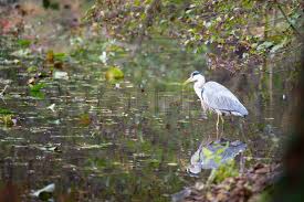 Attēlu rezultāti vaicājumam “Egretta alba adult”