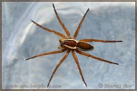 Attēlu rezultāti vaicājumam “Dolomedes fimbriatus”