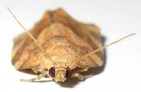 Attēlu rezultāti vaicājumam “Pandemis”