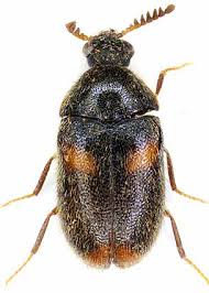 Attēlu rezultāti vaicājumam “Dermestes murinus”