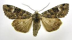 Attēlu rezultāti vaicājumam “Anaplectoides prasina”