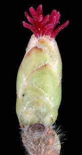 Attēlu rezultāti vaicājumam “Corylus avellana bud”