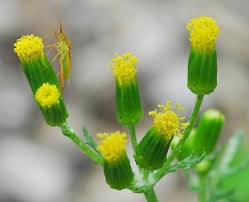 Attēlu rezultāti vaicājumam “Senecio vulgaris flower”