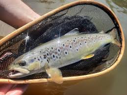 Image result for Dulverton Angling Association