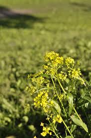 Attēlu rezultāti vaicājumam “Bunias orientalis flower”