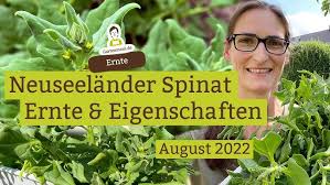 Image result for Neuseeländer Salat