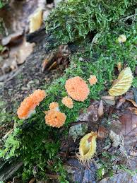 Attēlu rezultāti vaicājumam “Tubifera ferruginosa (subsp. ferruginosa) sessile”