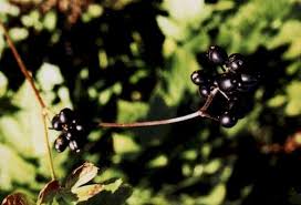 Attēlu rezultāti vaicājumam “Actaea spicata fruit”