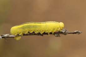 Attēlu rezultāti vaicājumam “Cimbex luteus”