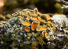 Attēlu rezultāti vaicājumam “Xanthoria polycarpa”